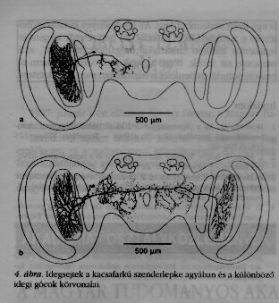 4. bra