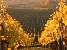 Aszú helyett bosszú — Mielőtt Tokaj-Hegyalját dobra vernék